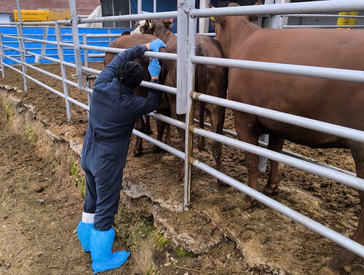 K&uuml;tahya&rsquo;ya Brezilya&rsquo;dan gelen ithal gebe d&uuml;veler sağlık kontrol&uuml;nden ge&ccedil;irildi

