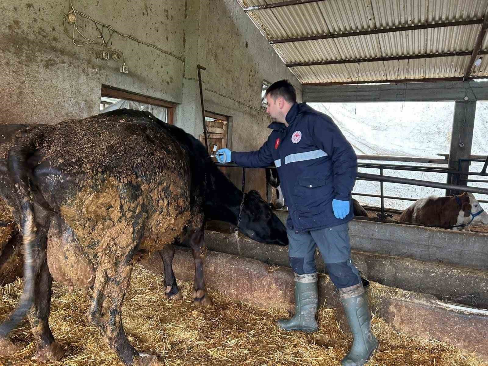 Tekirdağ’da şap aşısı çalışmaları aralıksız sürüyor