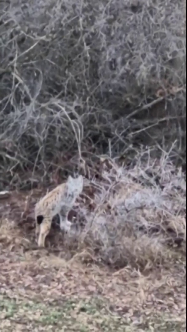 Başta kedi sandı, ger&ccedil;eği anlayınca şaşırdı

