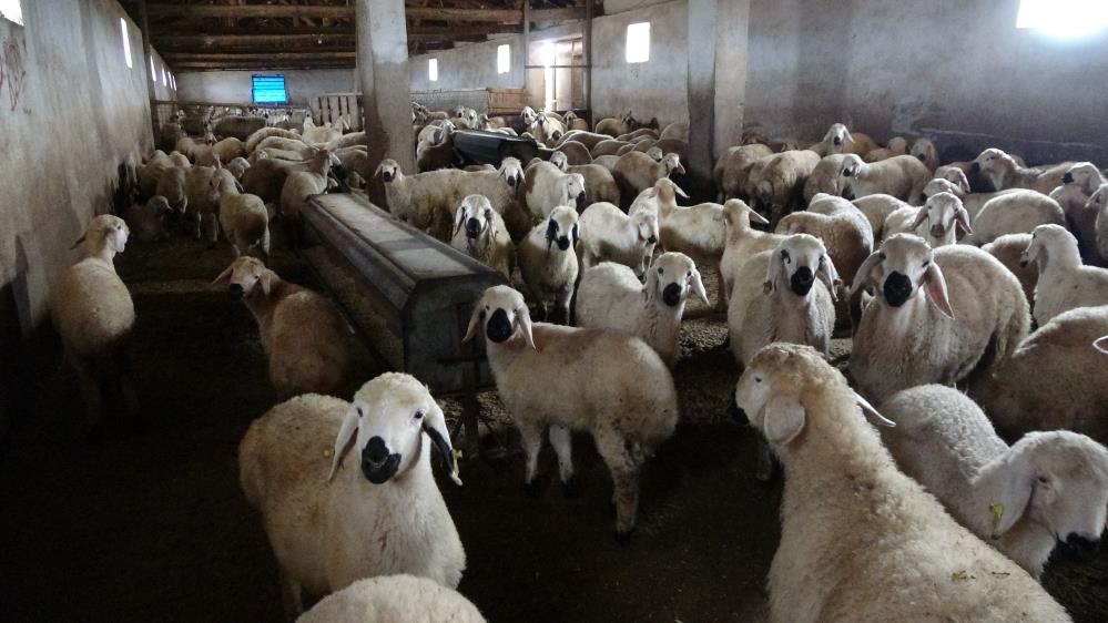 Babasıyla tartıştı, vadeli koyun alarak kendi s&uuml;r&uuml;s&uuml;ne sahip oldu