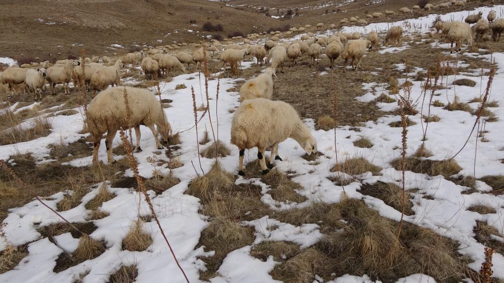 Babasıyla tartıştı, vadeli koyun alarak kendi s&uuml;r&uuml;s&uuml;ne sahip oldu