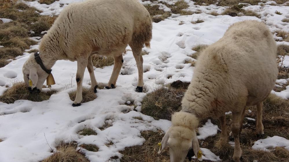 Babasıyla tartıştı, vadeli koyun alarak kendi s&uuml;r&uuml;s&uuml;ne sahip oldu