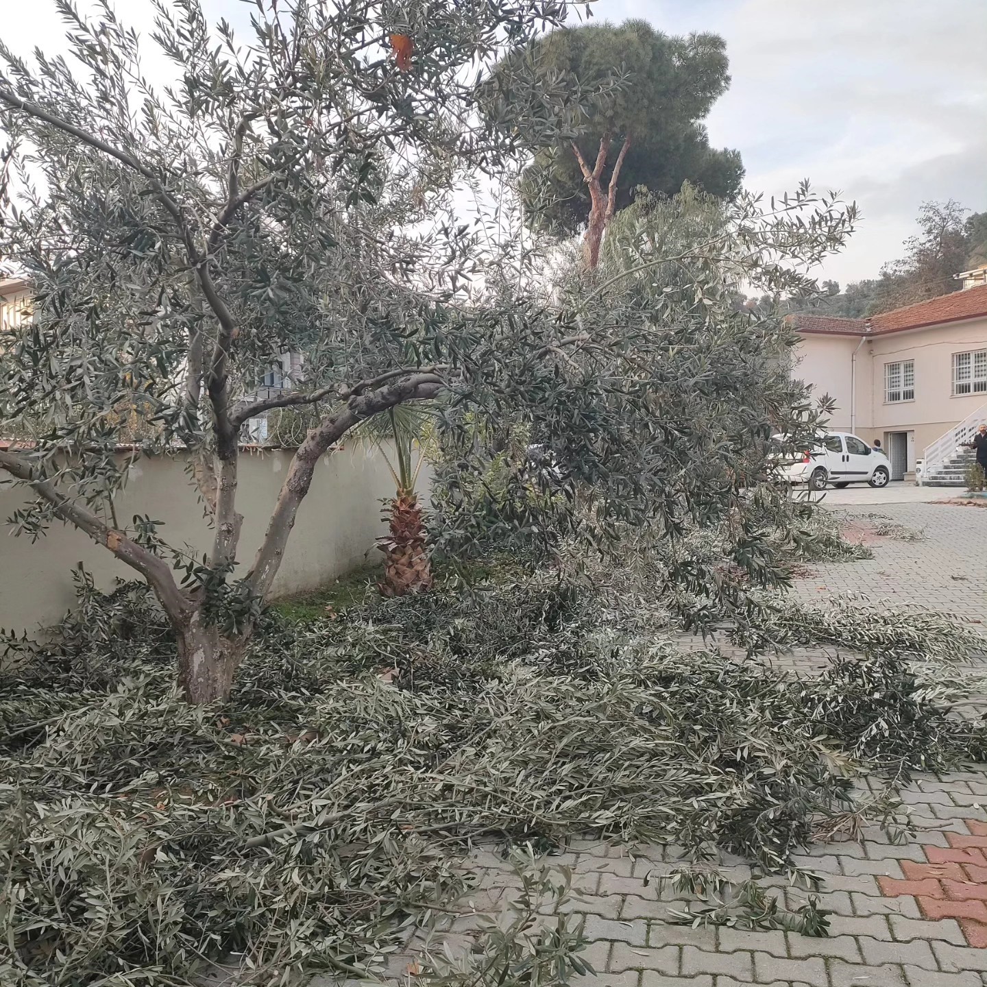 Sultanhisar&rsquo;da zeytin budama kursu başladı
