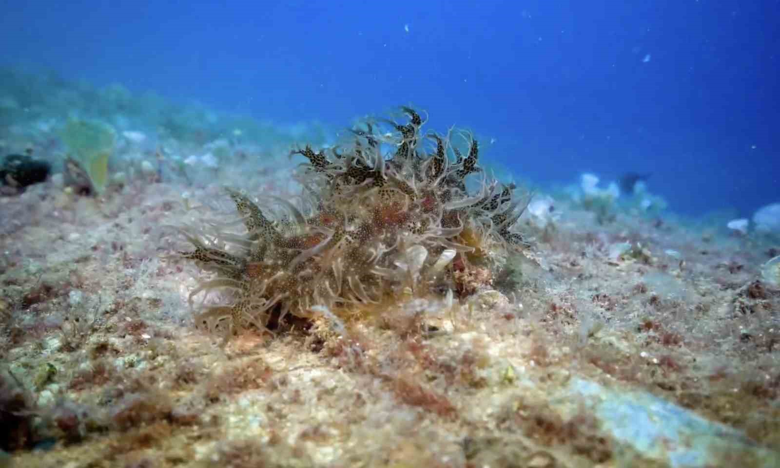 Hayalet ağlarla m&uuml;cadelede 420 milyon metrekare alan tarandı
