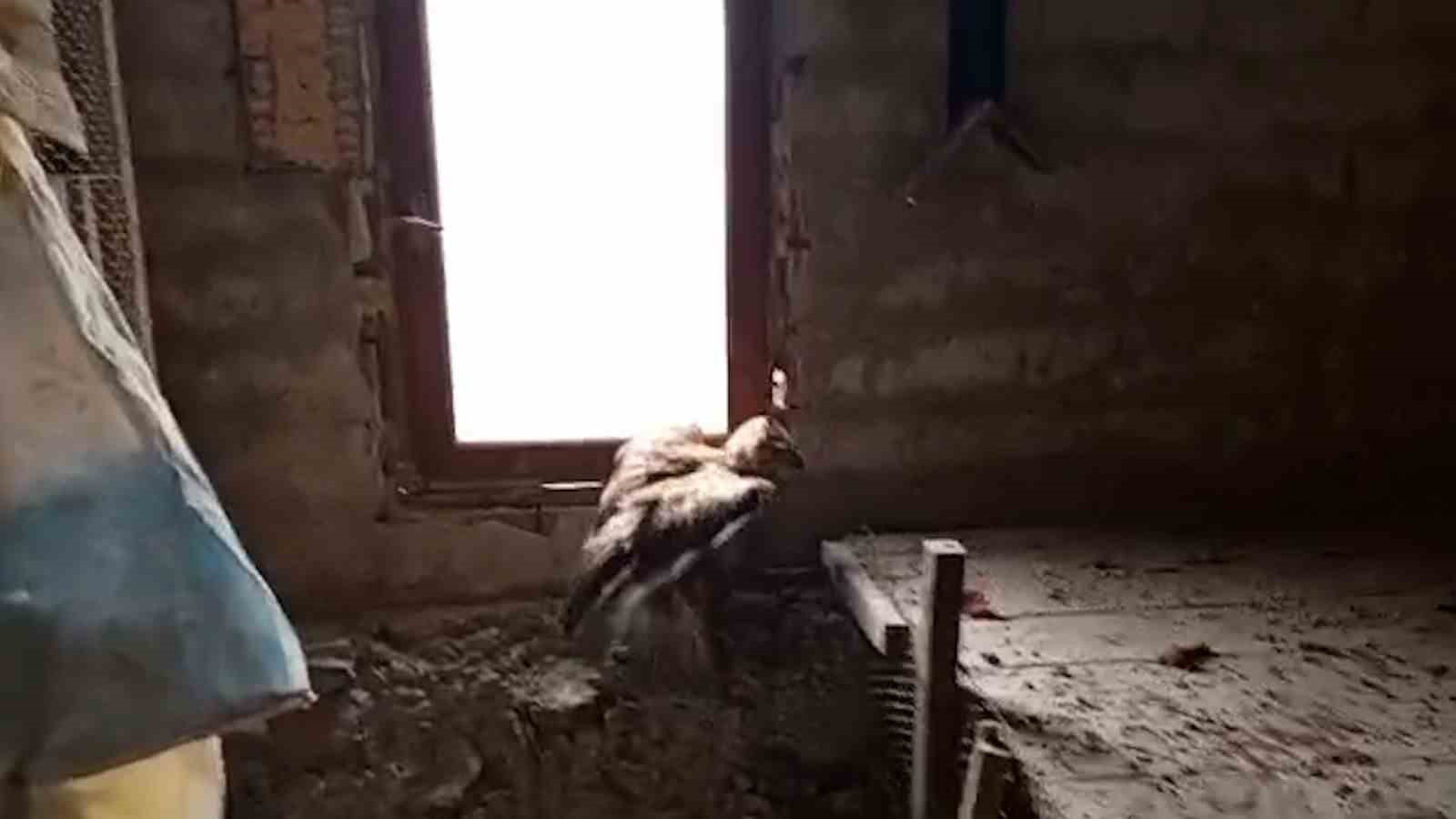 Bolu&rsquo;da yaralı şahin koruma altına alındı
