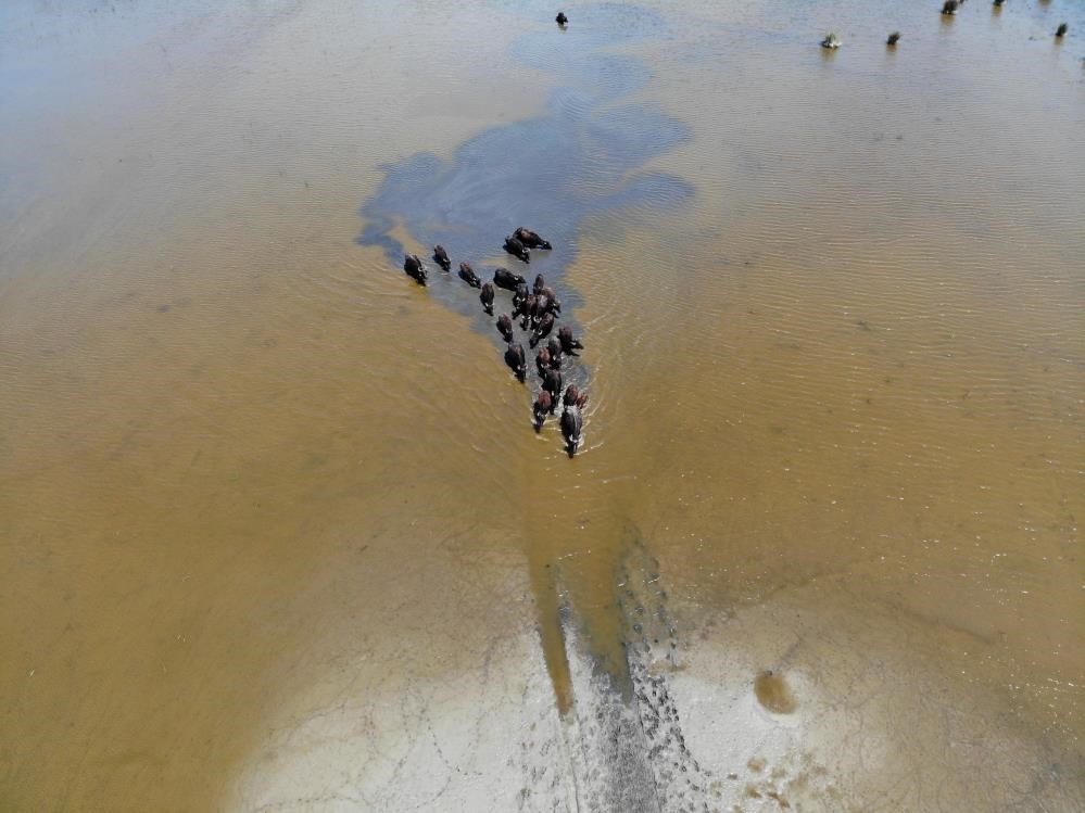 Kızılırmak Deltası&rsquo;nda manda yetiştiriciliği markalaşarak geleceğe taşınıyor
