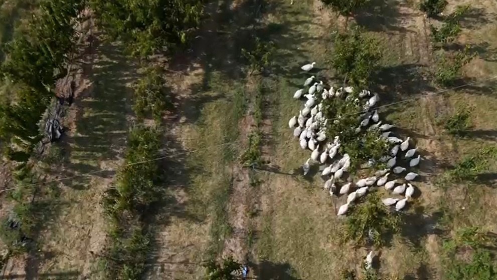 Meyve bah&ccedil;elerinde yabani otla m&uuml;cadelede kazlar sahaya indi
