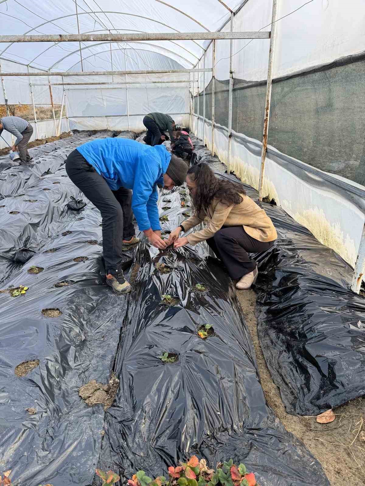 G&ouml;rdes&rsquo;te &ccedil;ilekler engelliler i&ccedil;in yetişecek
