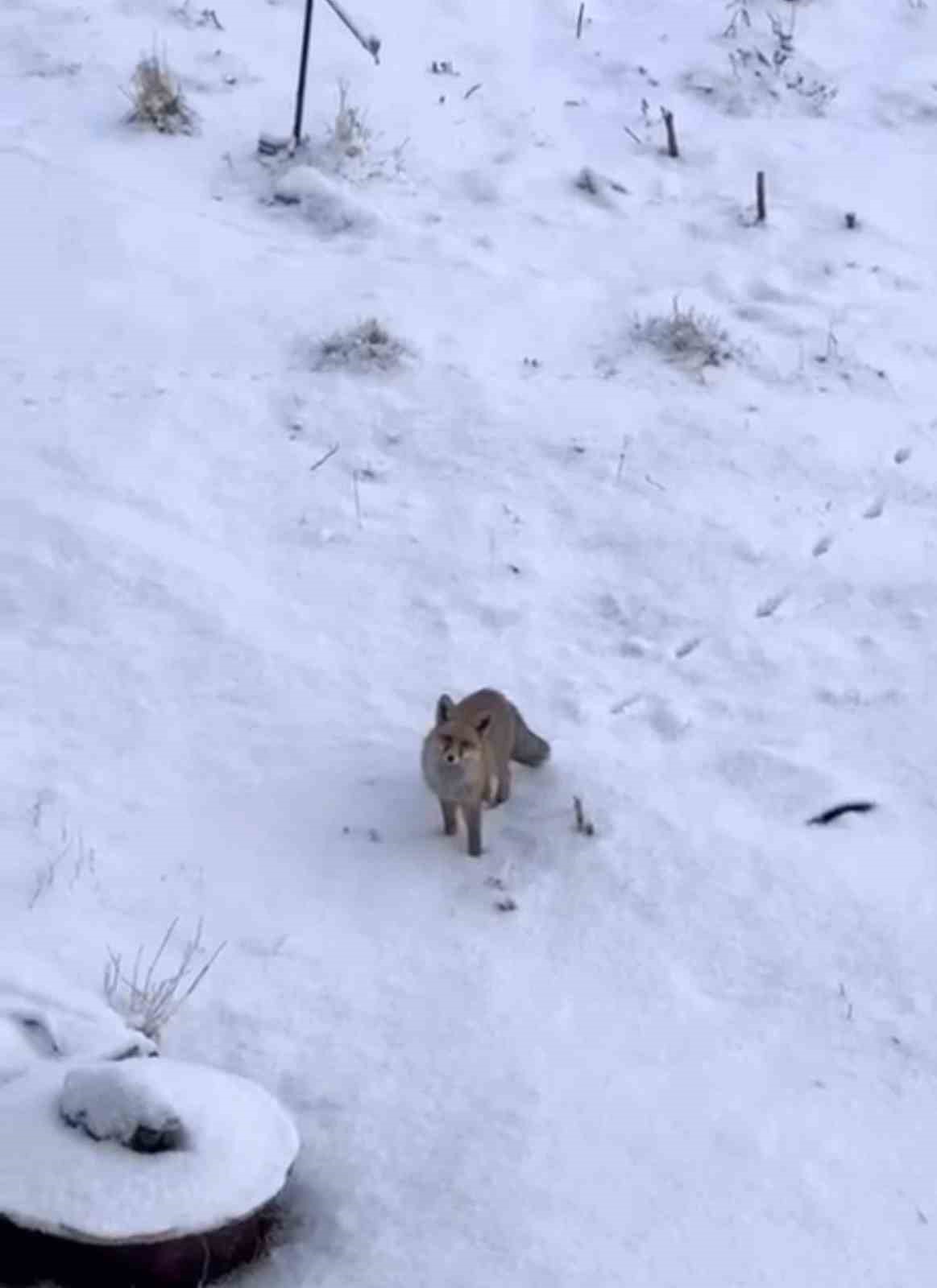 Soğuk hava tilkileri Diyadin merkezine indirdi
