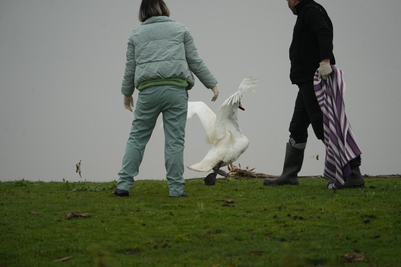 Samsun&rsquo;da yaban hayatına merhamet eli
