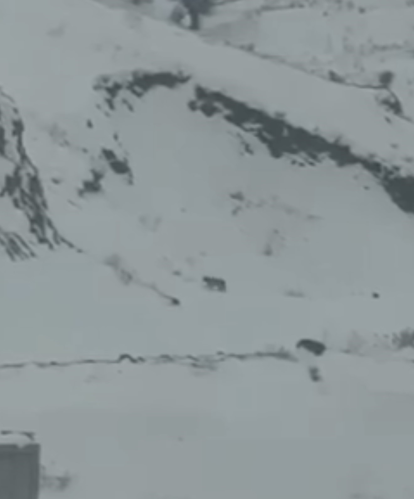 Iğdır&rsquo;da a&ccedil; kalan 3 vaşak k&ouml;ye indi
