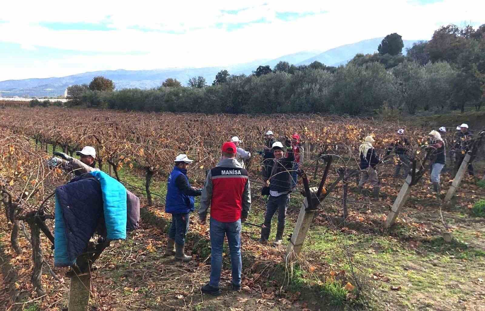&Uuml;z&uuml;m bağlarında doğru budama i&ccedil;in yerinde eğitim
