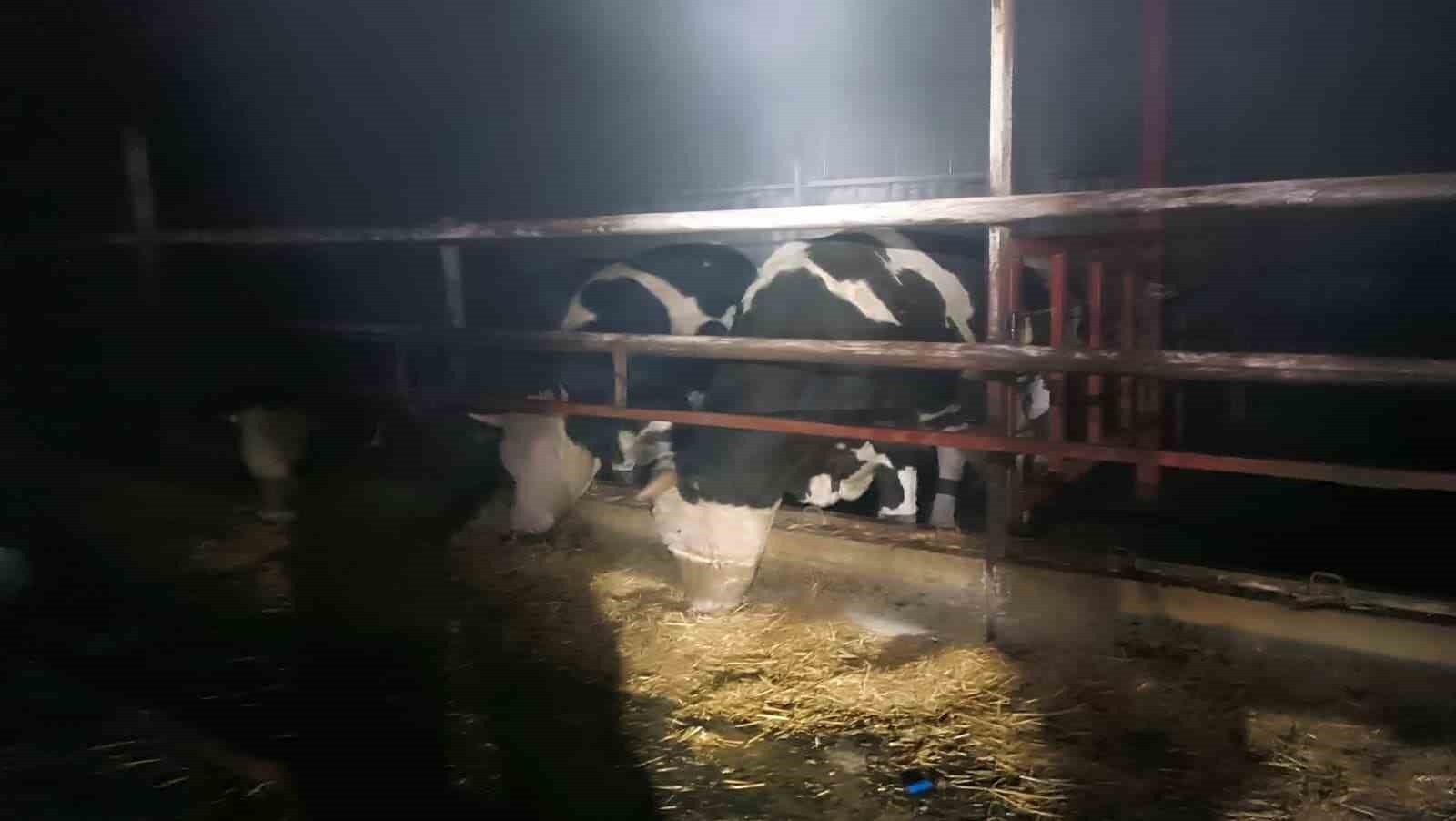 Samanlıktan y&uuml;kselen alevler, besihaneye ulaşmadan kontrol altına alındı
