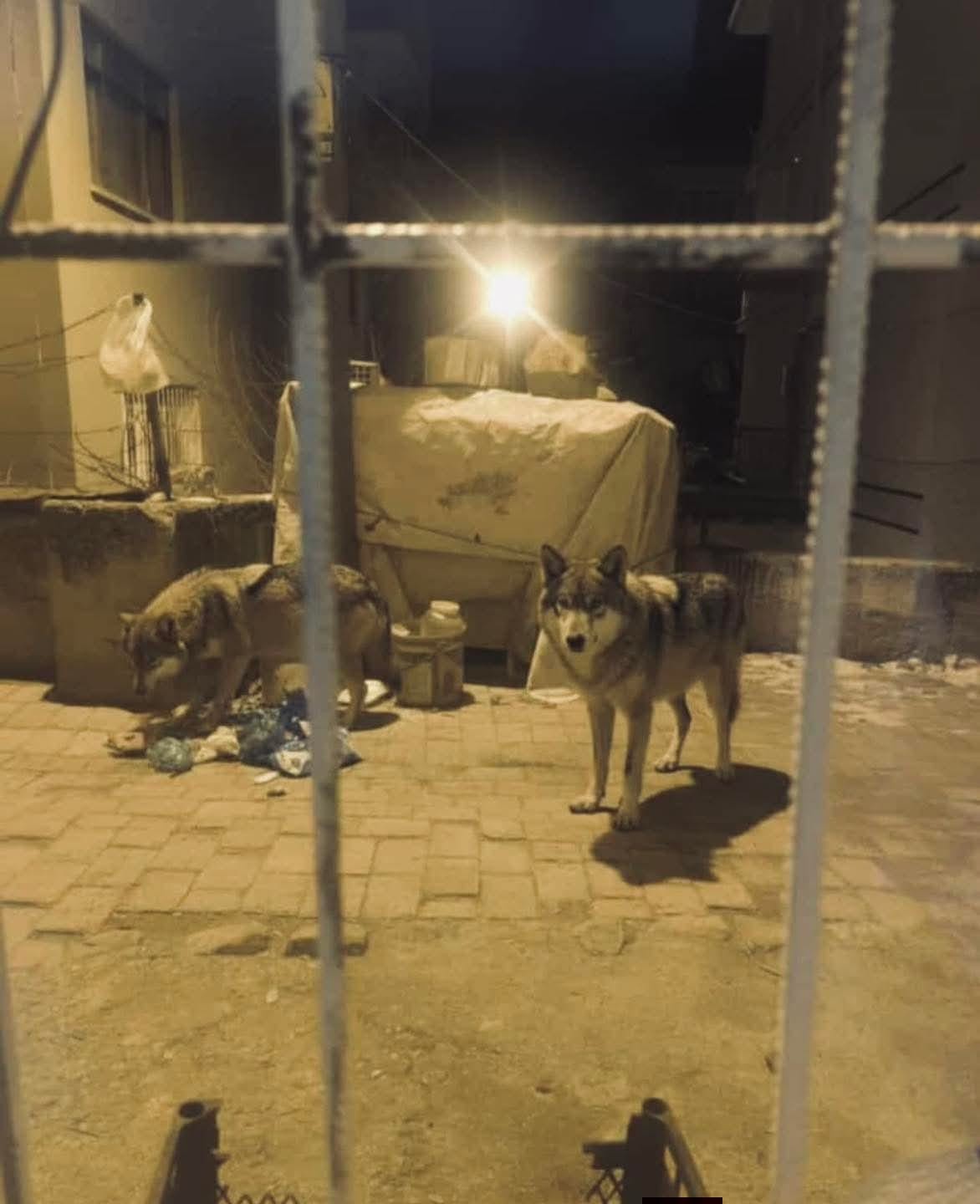 Beypazarı&rsquo;nda a&ccedil; kalan kurtlar şehre indi
