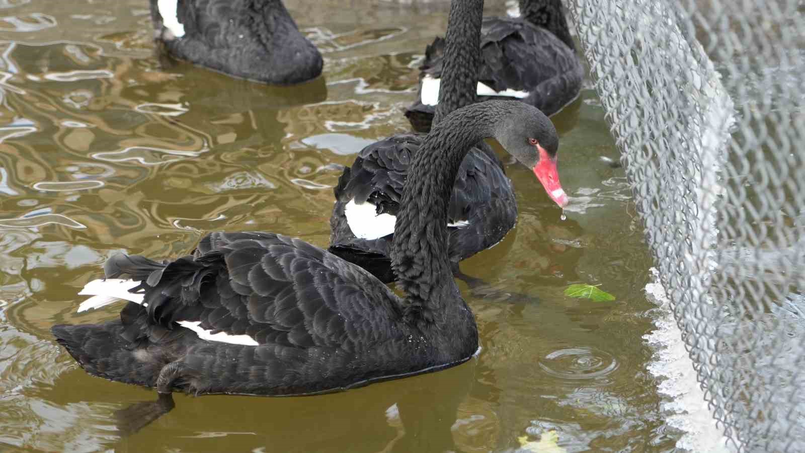 Kar yağışını fırsata &ccedil;eviren Ankaralılar parklara akın etti
