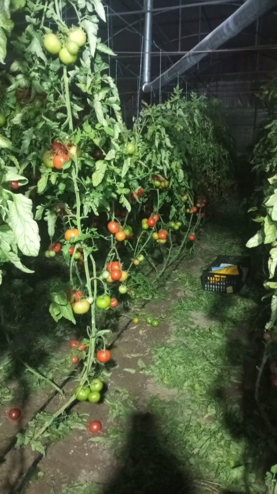 Yeni yıla &rsquo;don&rsquo; n&ouml;betiyle girdiler
