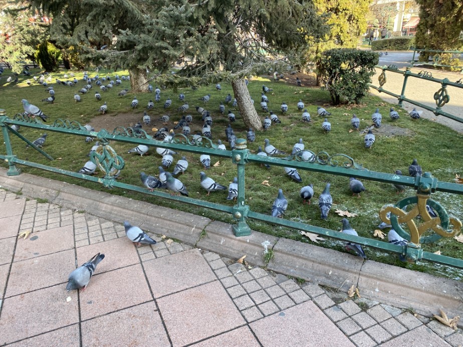 Tam 5 hastalıkla ve 74 yaşında, 9 saat kuş yemi satıp cezaevindeki yakınlarını geçindiriyor