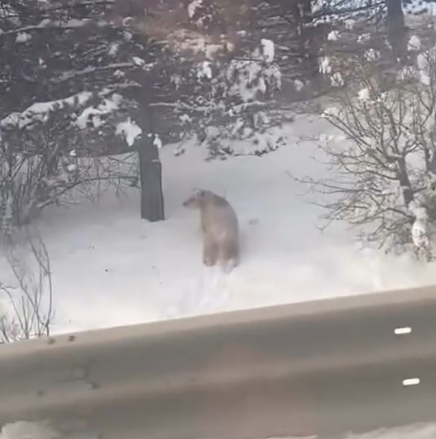 Kastamonu&rsquo;da ormanlık alanda karda ilerleyemeyen bozayı g&uuml;ld&uuml;rd&uuml;
