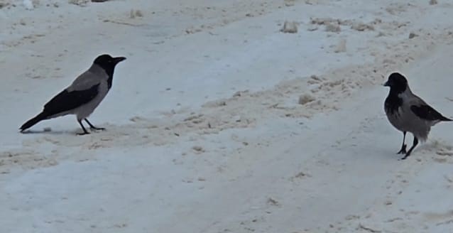 İl&ccedil;e beyaza b&uuml;r&uuml;nd&uuml;, a&ccedil; kalan kargalar sokaklara indi
