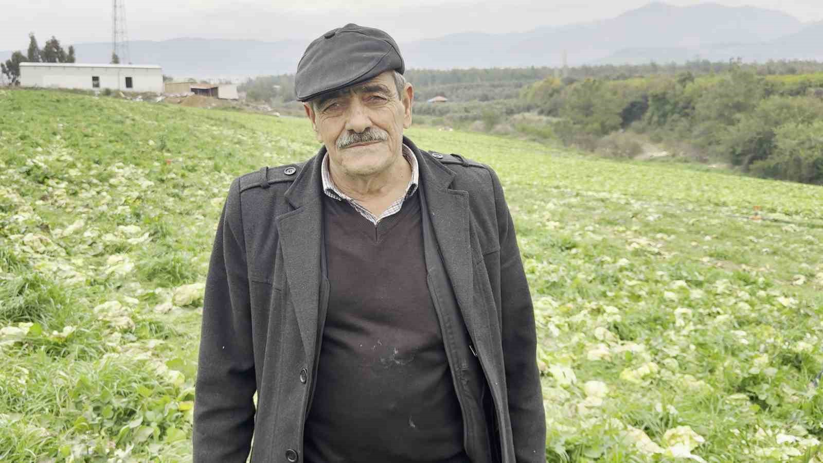 Marul toplama maliyetini karşılamayınca bedava dağıttı
