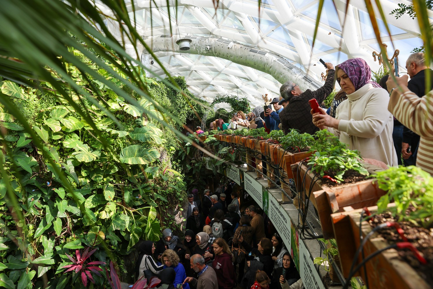 Konya Tropikal Kelebek Bah&ccedil;esi 2025&rsquo;te 603 bin, toplamda 4 milyon 136 bin 888 ziyaret&ccedil;iyi ağırladı
