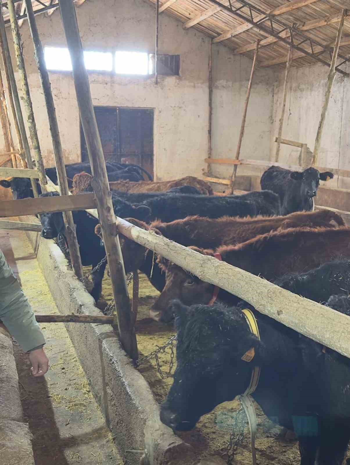 Aydıntepe&rsquo;de hayvancılığa destek kapsamında d&uuml;ve teslimatları s&uuml;r&uuml;yor
