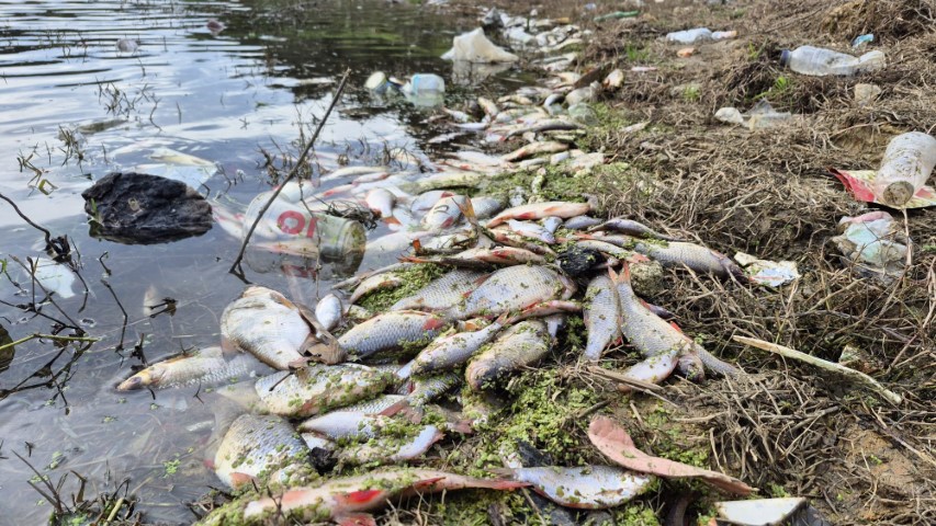 Ey&uuml;psultan&rsquo;da g&ouml;lette yosun patlaması: &Ccedil;ok sayıda balık telef oldu