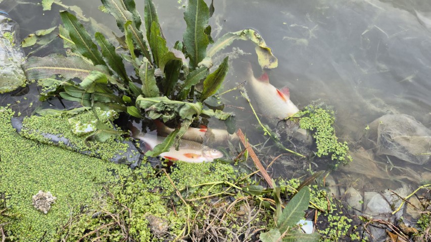Ey&uuml;psultan&rsquo;da g&ouml;lette yosun patlaması: &Ccedil;ok sayıda balık telef oldu