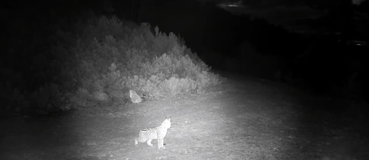 "Ormanın hayaleti" vaşak g&ouml;r&uuml;nt&uuml;lendi
