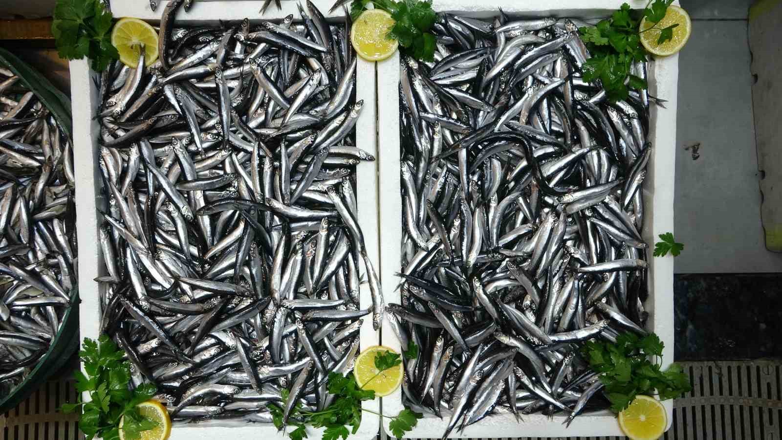 T&uuml;rkiye&rsquo;nin hamsi ihracatında Avrupa &uuml;lkeleri ilk sırada
