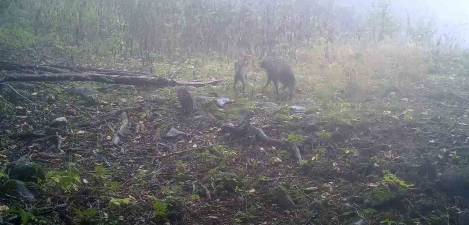 Uludağ&rsquo;da sisler arasında anne yaban kedisi ve yavruları g&ouml;r&uuml;nt&uuml;lendi
