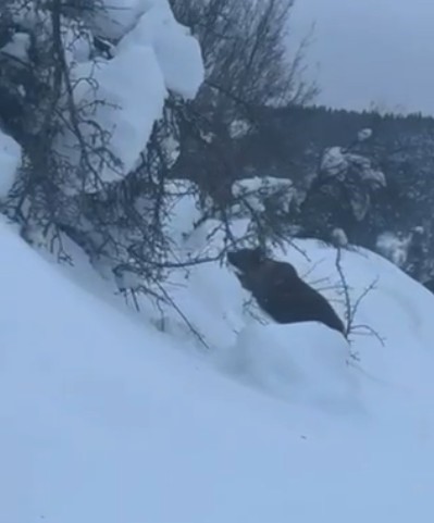 Kastamonu&rsquo;da kış uykusuna yatamayan bozayı kamerada
