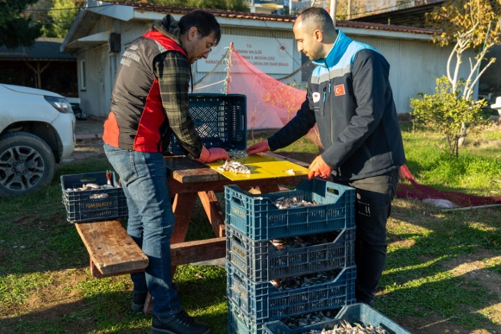 Adana&rsquo;da 4 g&uuml;nde 128 bin balon balığı toplandı