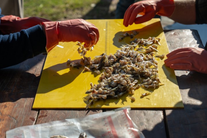 Adana&rsquo;da 4 g&uuml;nde 128 bin balon balığı toplandı