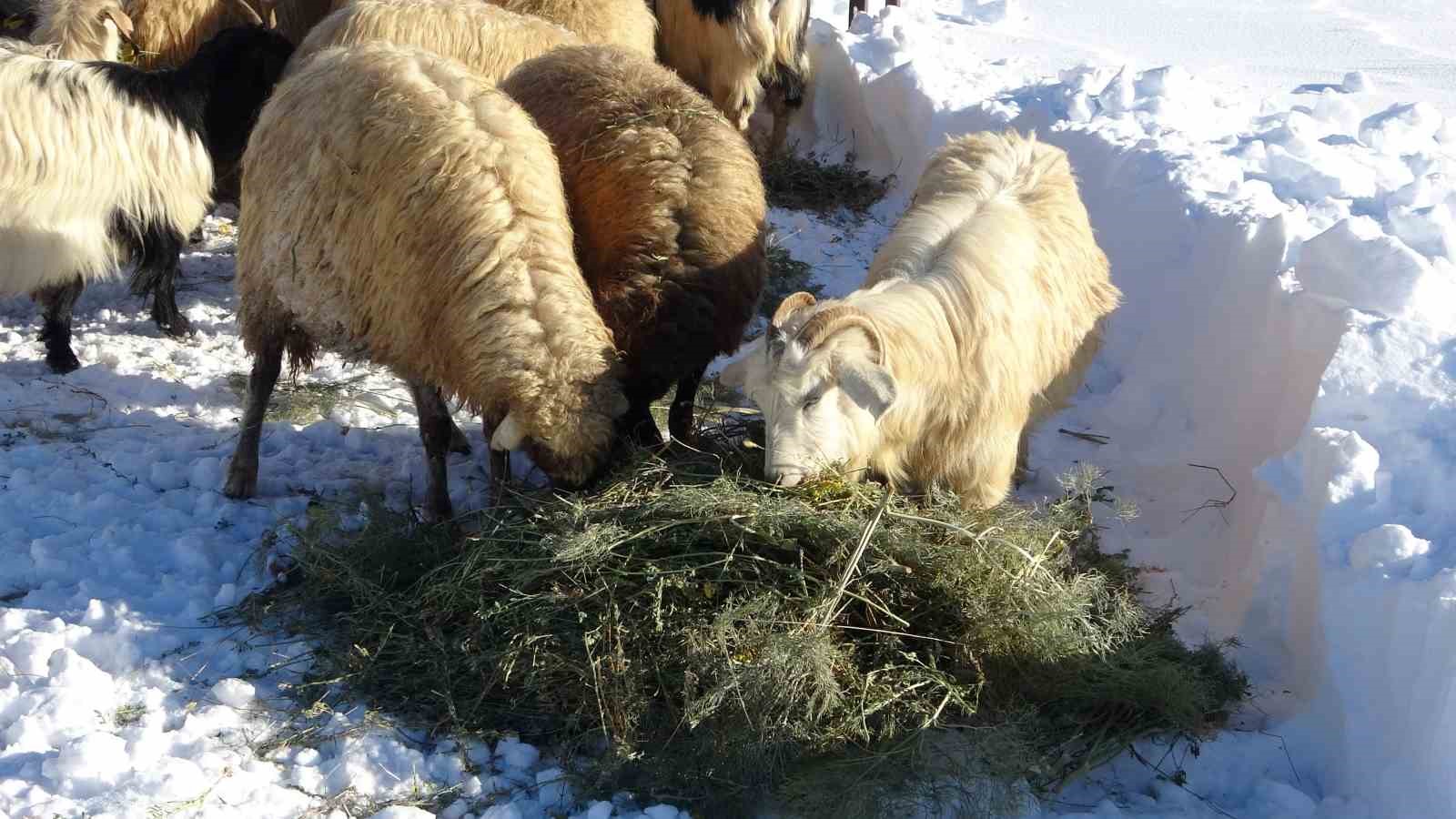 Van&rsquo;da besicilerin zorlu kış mesaisi

