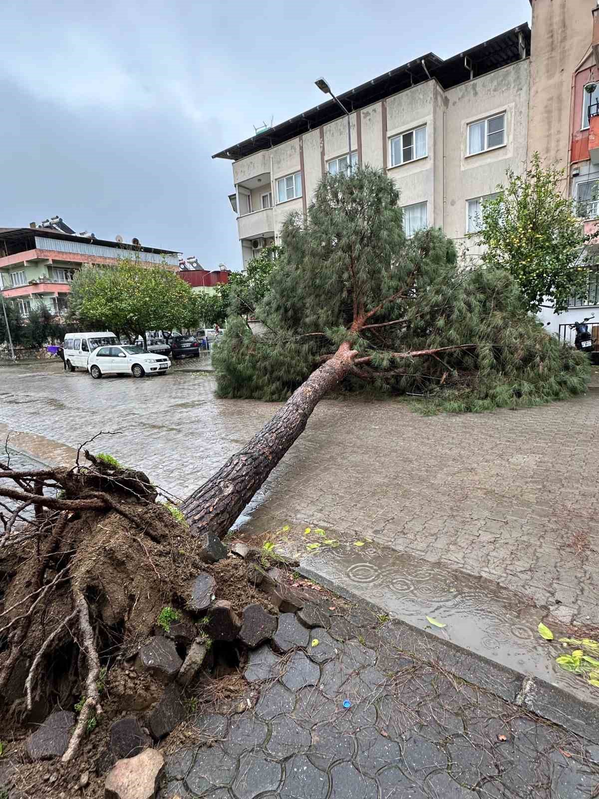 Nazilli Belediyesi&rsquo;nden devrilen ağa&ccedil;lara hızlı m&uuml;dahale
