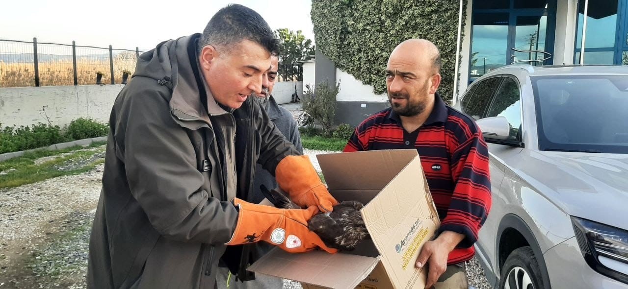 &Ccedil;anakkale&rsquo;de yaralı şahin koruma altına alındı
