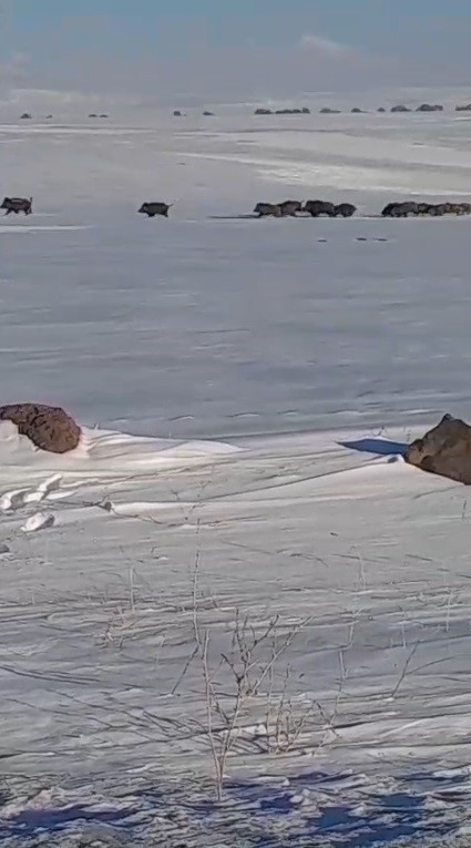 Kars&rsquo;ta a&ccedil; kalan yaban domuzları yerleşim yerlerine indi
