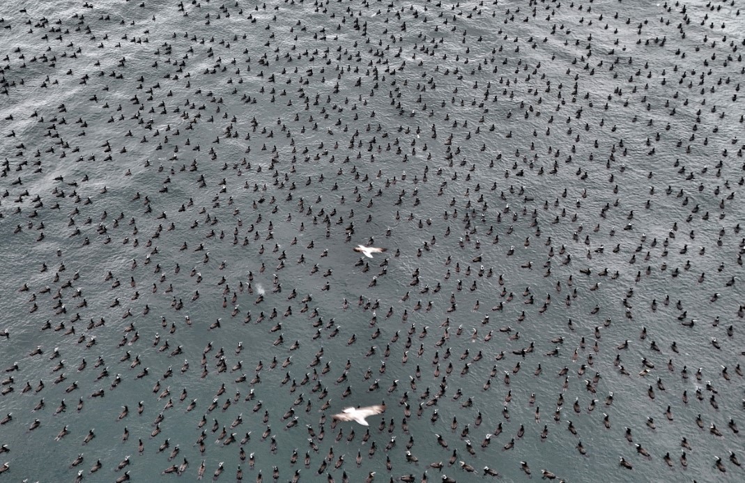 Damatlıklarını giyen karabatak kuşları İstanbul Boğazı&rsquo;nda bir araya geldi