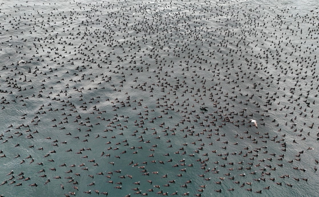 Damatlıklarını giyen karabatak kuşları İstanbul Boğazı&rsquo;nda bir araya geldi