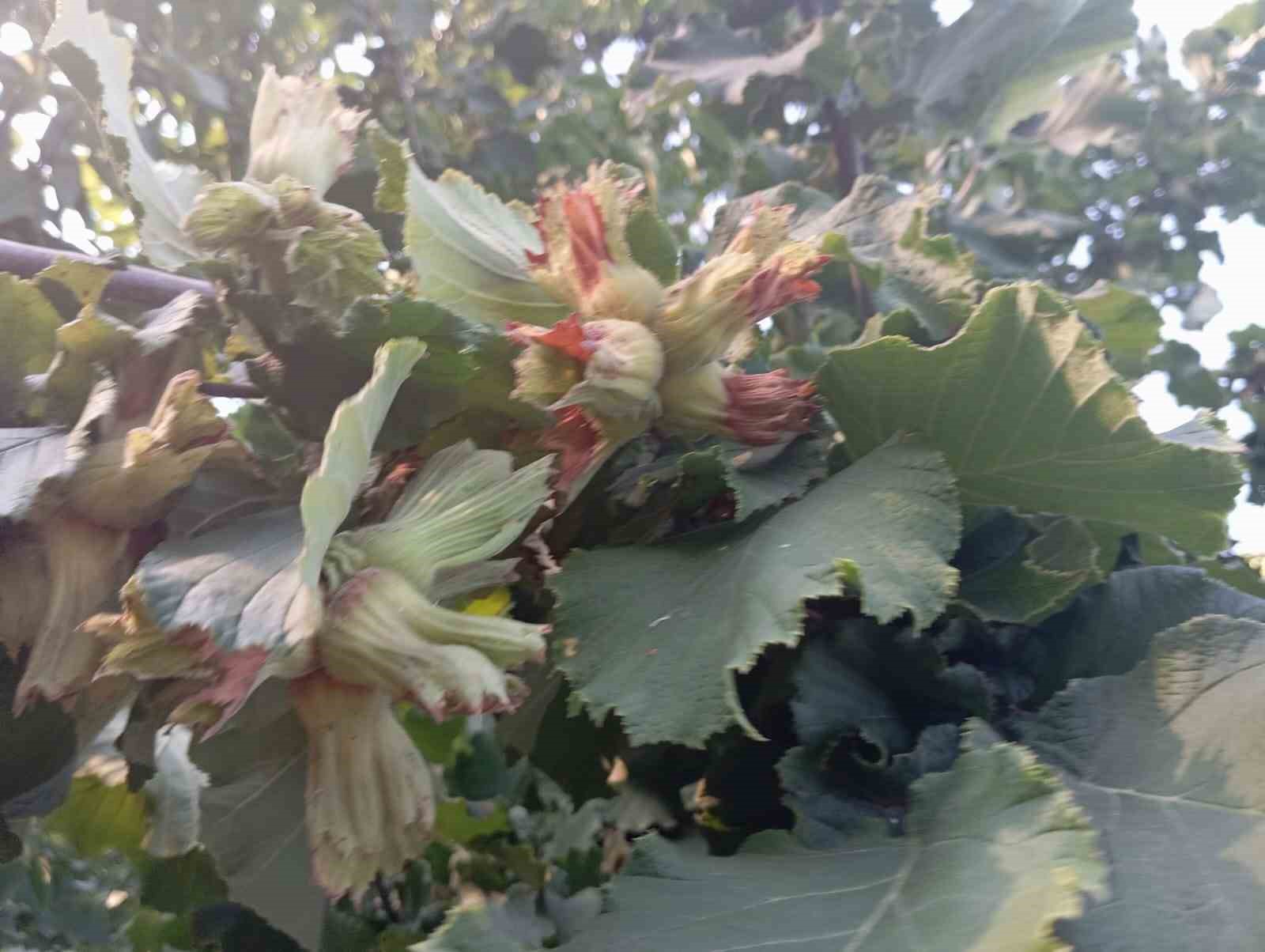 Uludağ&rsquo;ın fındığı destek bekliyor
