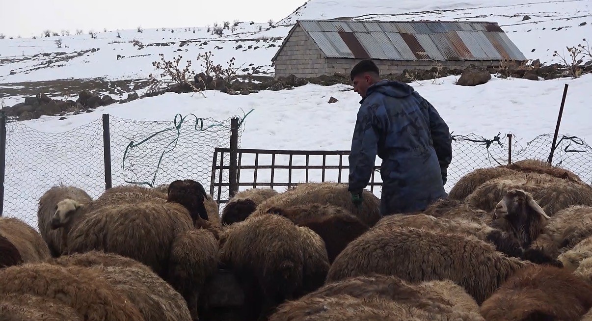 Tatvan&rsquo;da yayladan besiye d&ouml;n&uuml;ş
