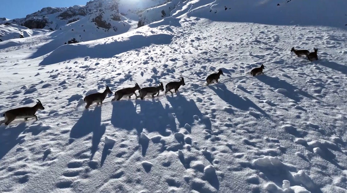 Munzur Dağları&rsquo;nda yaban ke&ccedil;ilerinin g&ouml;&ccedil;&uuml; havadan g&ouml;r&uuml;nt&uuml;lendi

