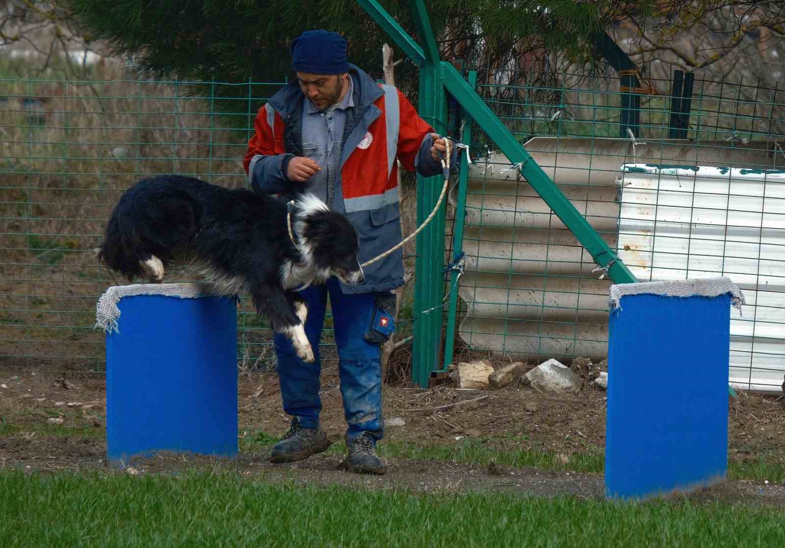 Kangal ve akbaştan sonra &ccedil;obanlara hareketli ve heyecanlı yeni bir yardımcı geliyor
