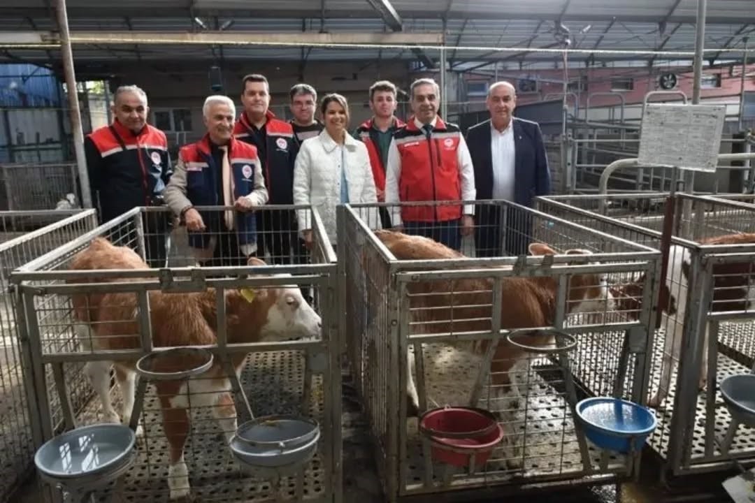 Aydın hayvancılıkta T&uuml;rkiye zirvesinde
