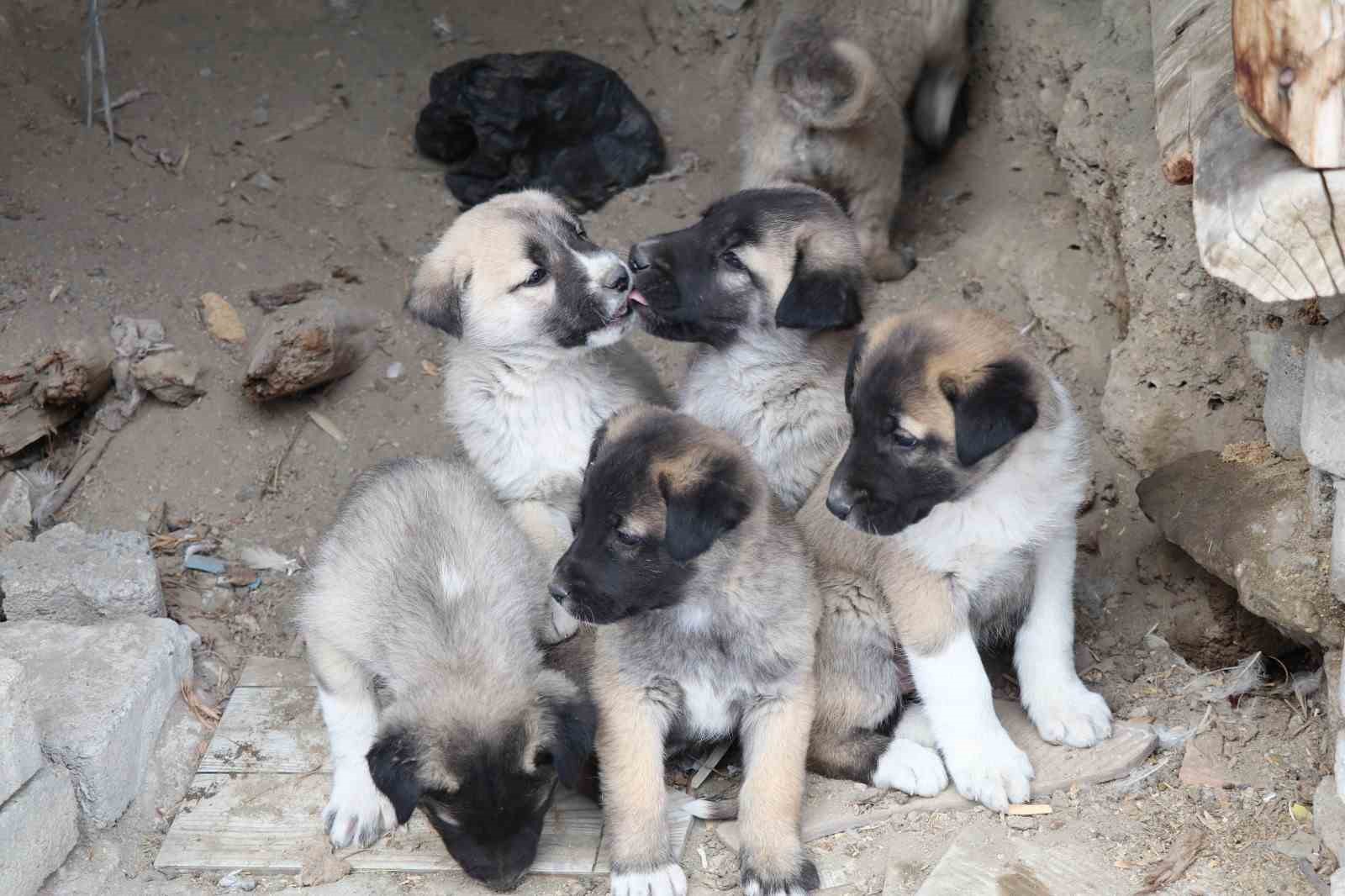 Sokak k&ouml;peği 10 yavru doğurdu, sahip &ccedil;ıkan kadın &ccedil;aresiz kaldı
