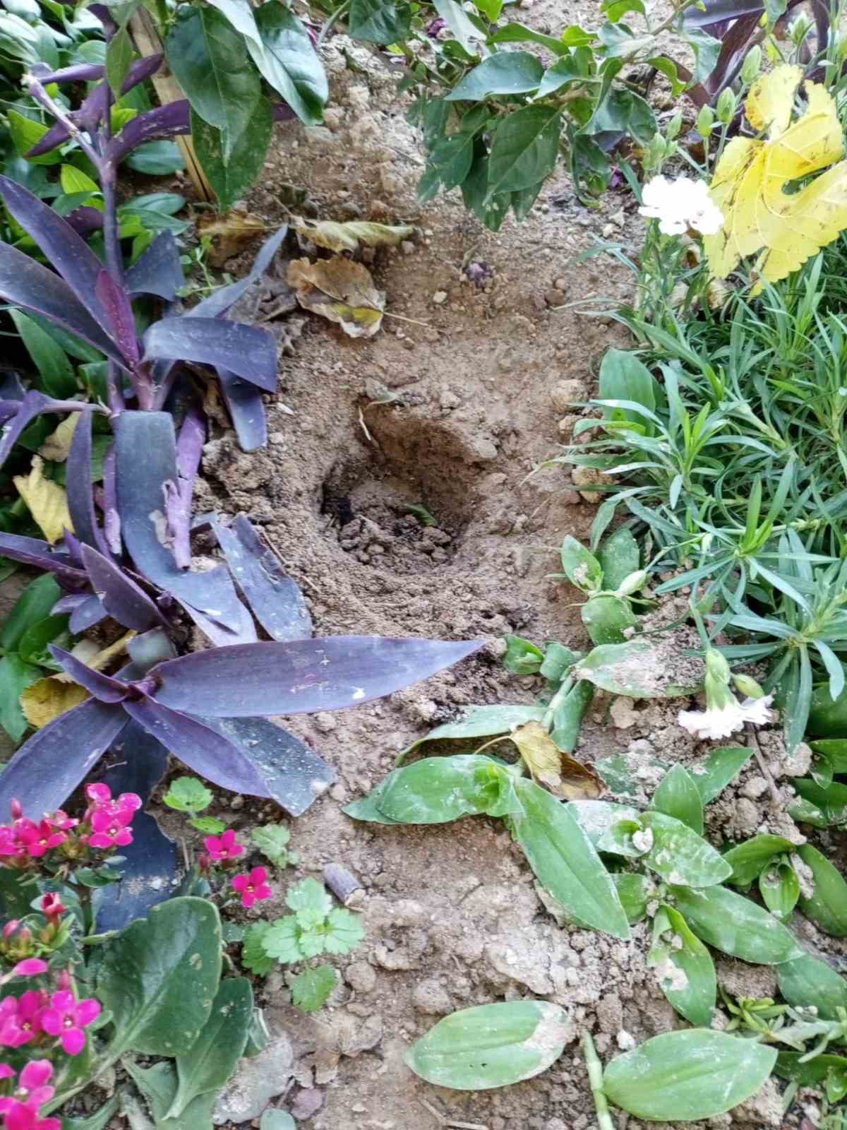 Babasının mezarındaki &ccedil;i&ccedil;ekleri s&ouml;k&uuml;p uyuşturucu sakladılar
