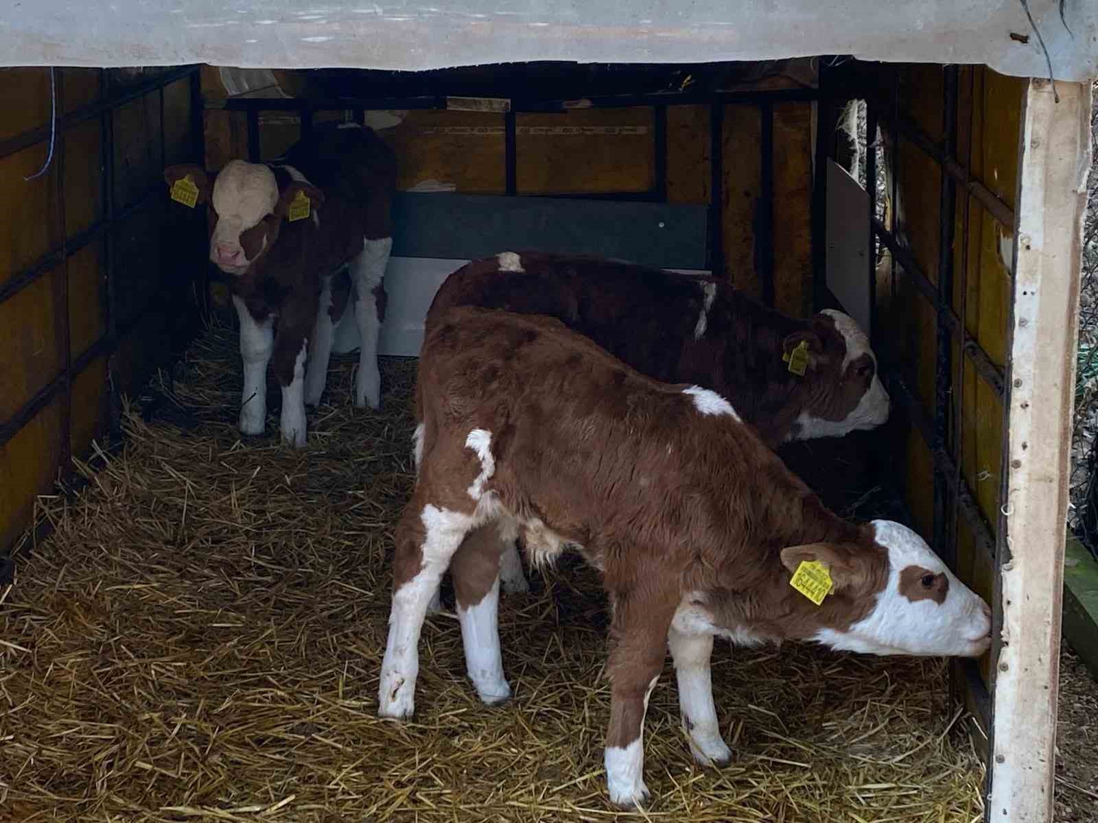 &Uuml;&ccedil;&uuml;z buzağılara altınlı tebrik
