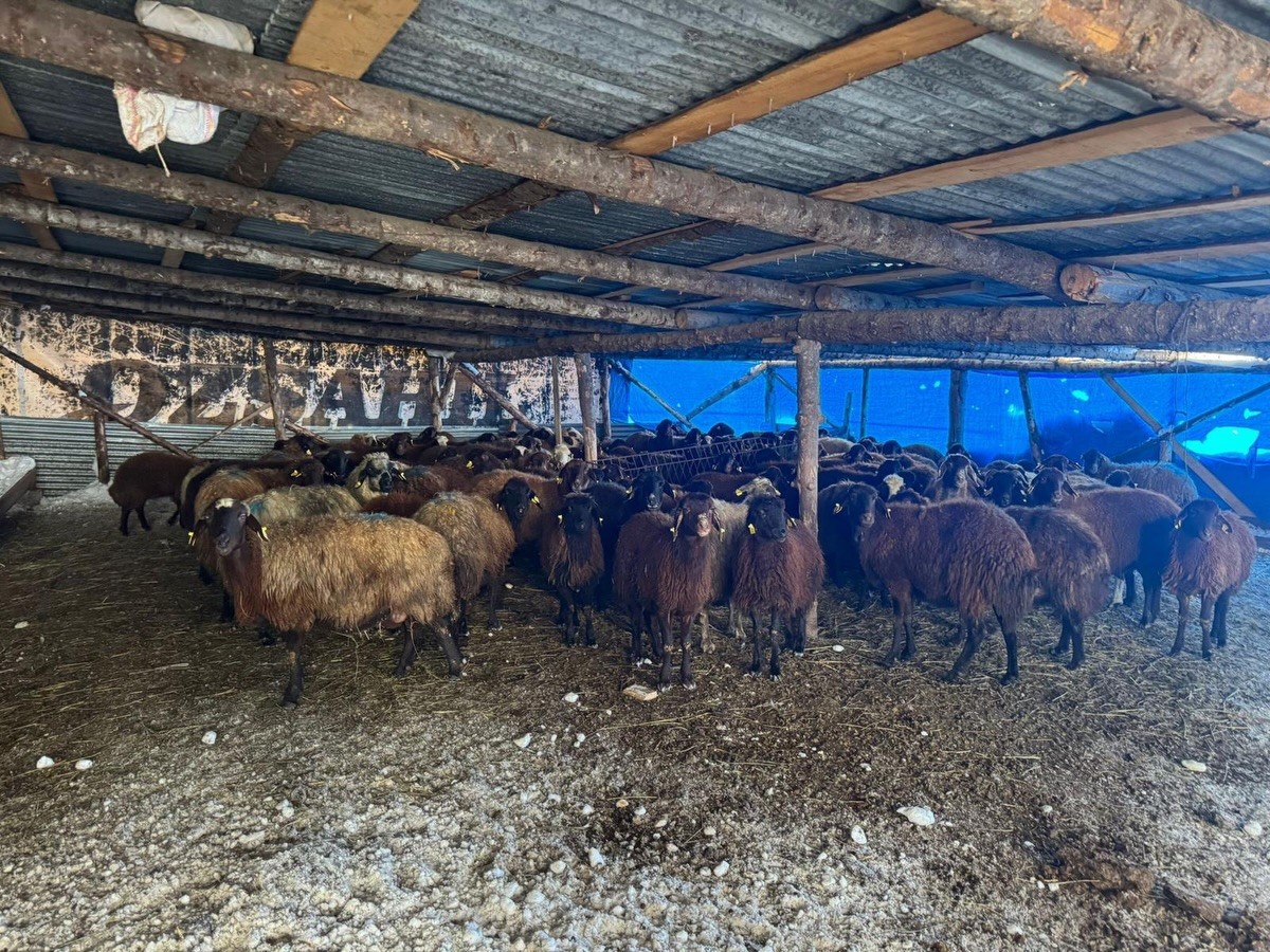 Bayburt’ta hayvancılığa yeni başlayan üreticilere destekler sürüyor