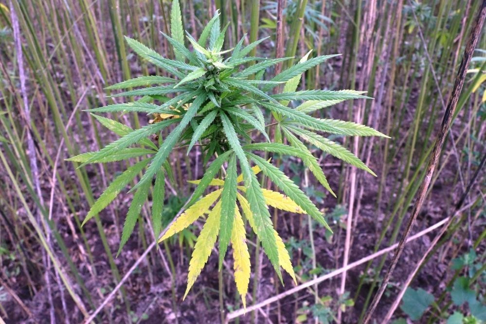 Samsun&rsquo;da kenevir &uuml;retimi i&ccedil;in son tarih uyarısı: Başvurular 1 Nisan&rsquo;da bitiyor
